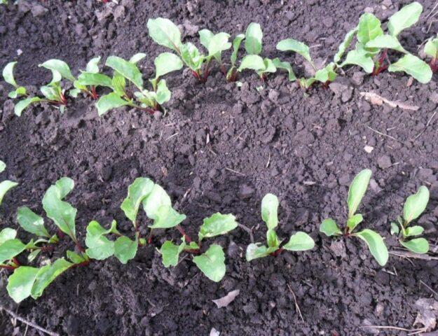 Beetroot Bordeaux and Bordeaux 237: variety description, planting and care, photos, reviews