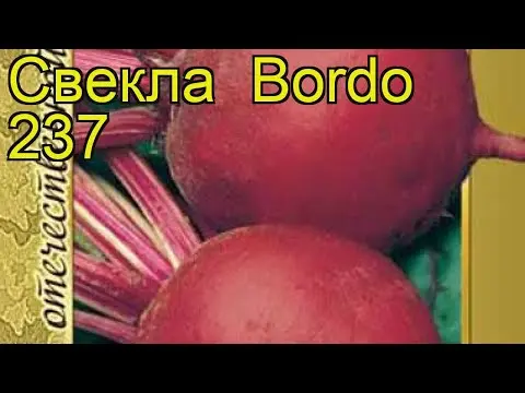 Beetroot Bordeaux and Bordeaux 237: variety description, planting and care, photos, reviews