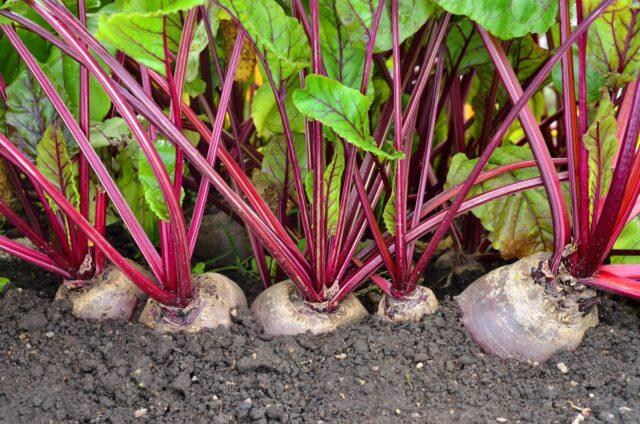 Beetroot Borschevaya: characteristics, description of the variety, benefits and harms