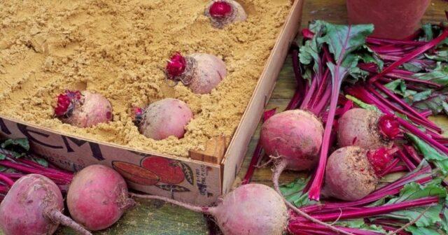 Beetroot Borschevaya: characteristics, description of the variety, benefits and harms