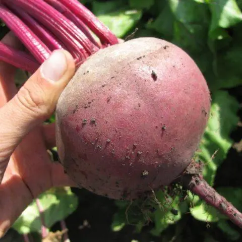 Beetroot Detroit: variety description, cultivation