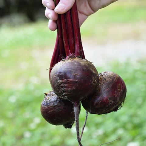 Beetroot Detroit: variety description, cultivation