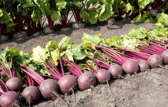 Beetroot Detroit: variety description, cultivation