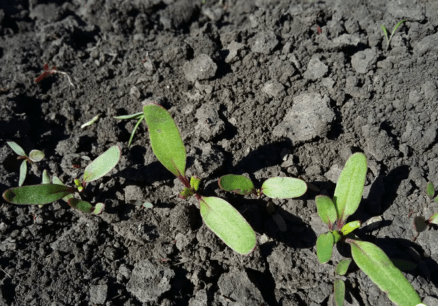 Beetroot Detroit: variety description, cultivation