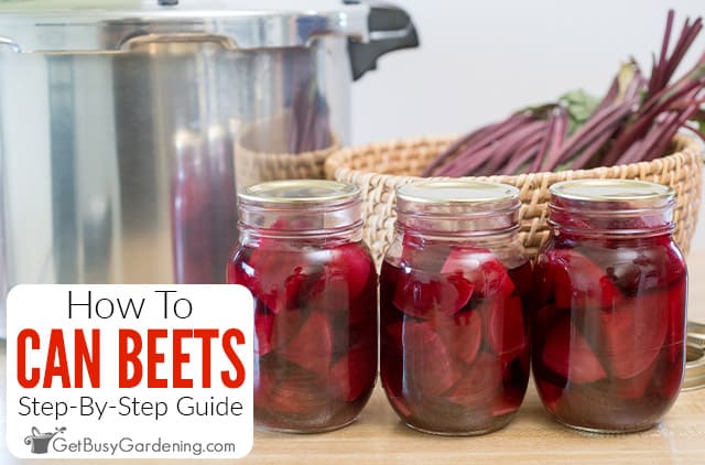 Beetroot for the winter in jars