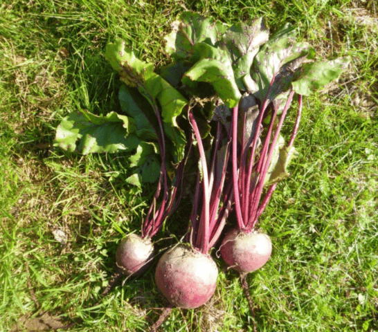 Beetroot Pablo F1: description and characteristics of the variety