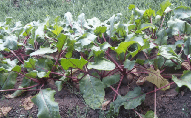 Beetroot Pablo F1: description and characteristics of the variety