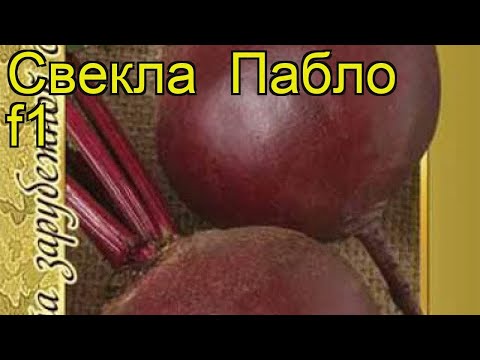 Beetroot Pablo F1: description and characteristics of the variety