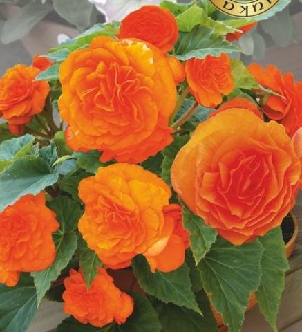 Begonia Grandiflora: planting and care