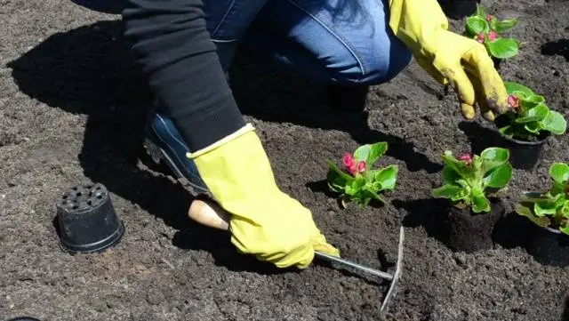 Begonia Grandiflora: planting and care