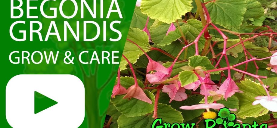 Begonia Grandiflora: planting and care