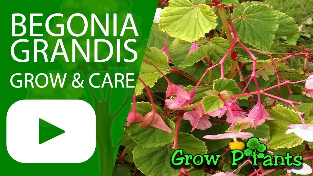 Begonia Grandiflora: planting and care