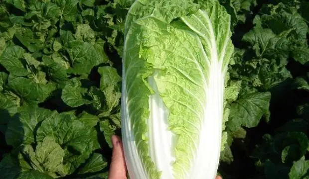 Beijing cabbage: cultivation and pest control