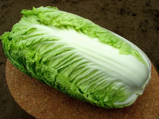 Beijing cabbage: cultivation and pest control