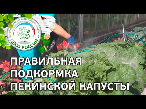 Beijing cabbage: cultivation and pest control