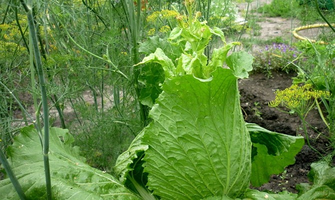 Beijing cabbage: cultivation and pest control