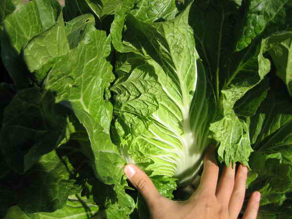 Beijing cabbage: cultivation and pest control