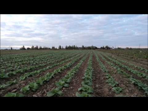 Beijing cabbage: cultivation and pest control