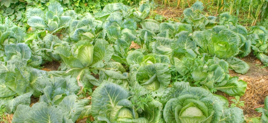 Beijing cabbage: cultivation and pest control