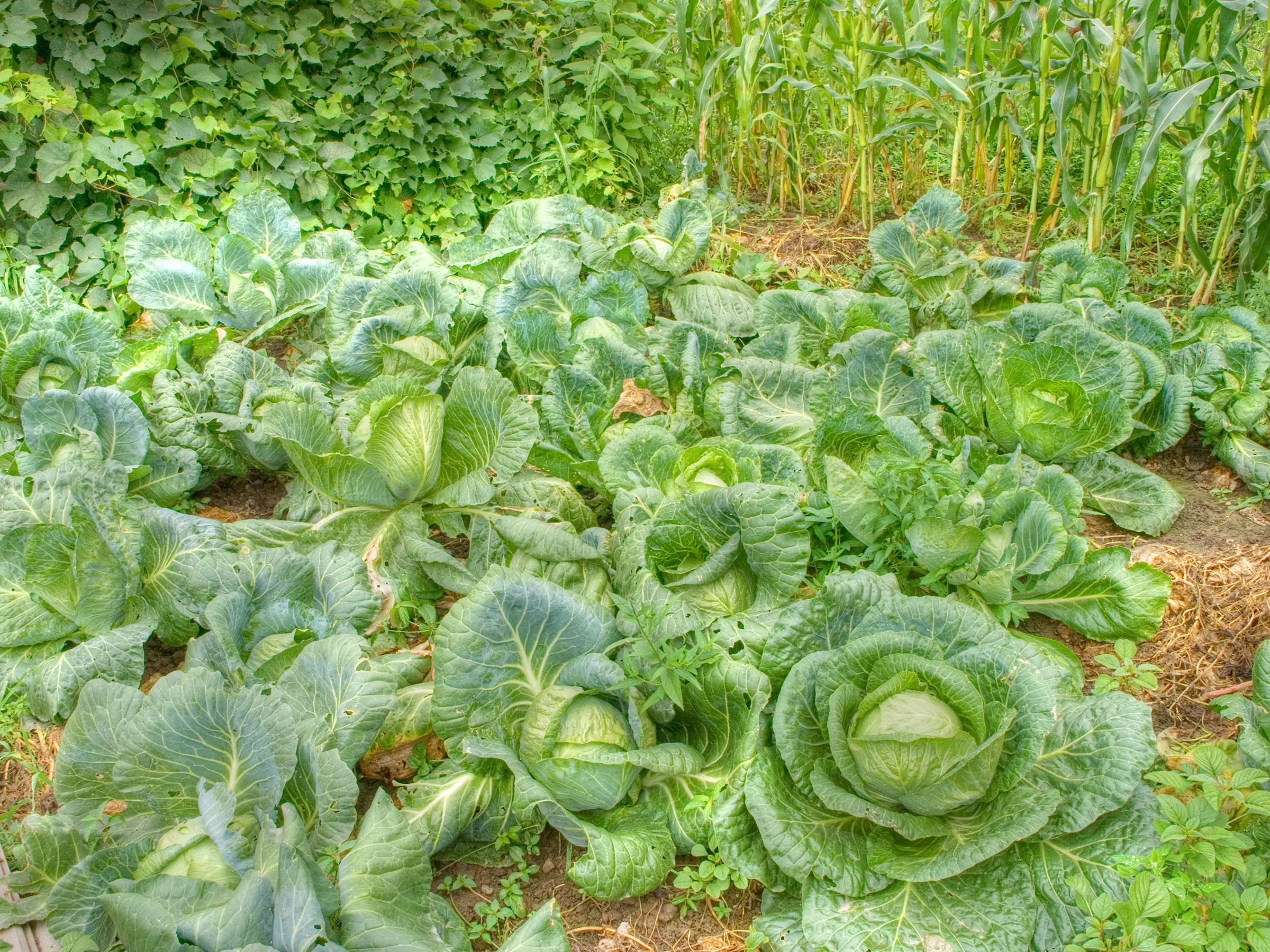 Beijing cabbage: cultivation and pest control