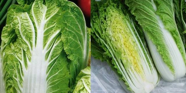 Beijing cabbage: when to cut 