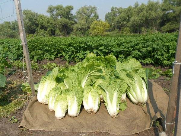 Beijing cabbage: when to cut 