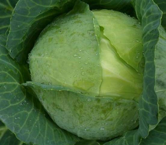 Belarusian cabbage 455, 85