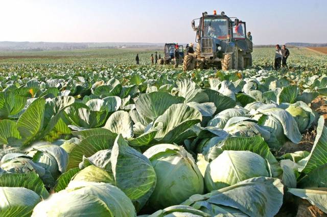 Belarusian cabbage 455, 85