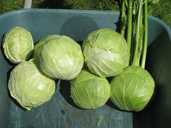 Belarusian cabbage 455, 85