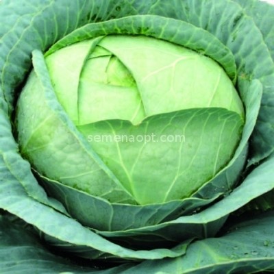 Belarusian cabbage 455, 85