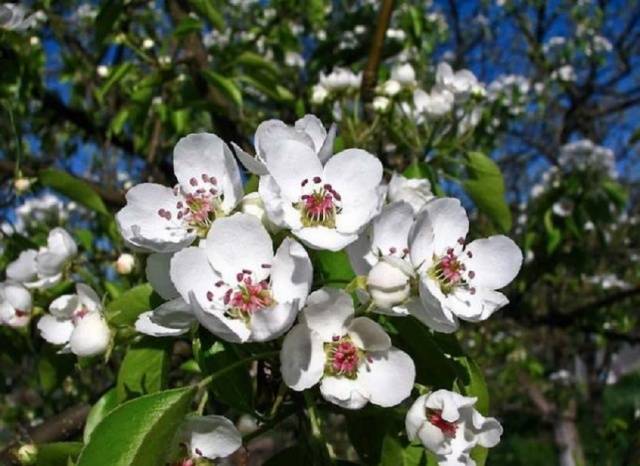 Belarusian late pear: description with photo