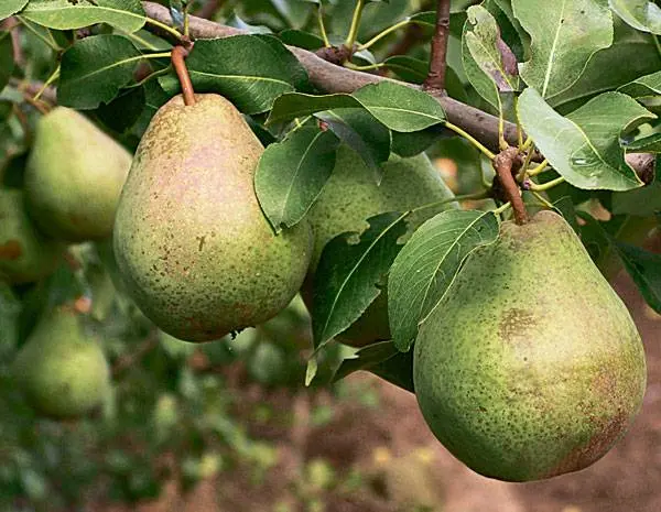 Belarusian late pear: description with photo