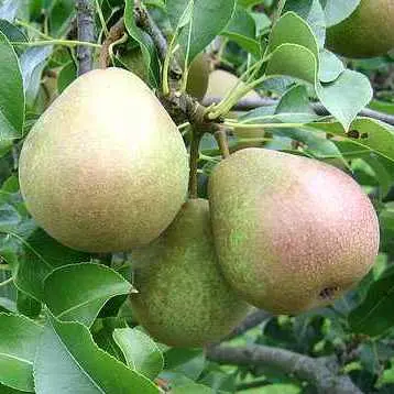 Belarusian late pear: description with photo