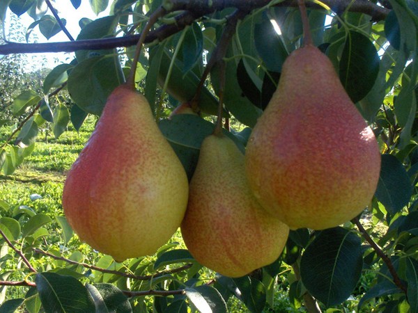 Belarusian pear variety Prosto Maria: description, advantages and reviews (2022)