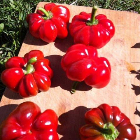 Bell pepper lecho with tomatoes 