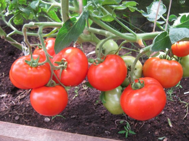 Bella Ross tomato: characteristics and description of the variety