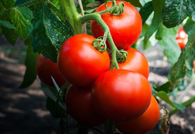 Bella Ross tomato: characteristics and description of the variety