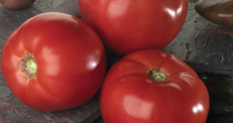 Bella Ross tomato: characteristics and description of the variety