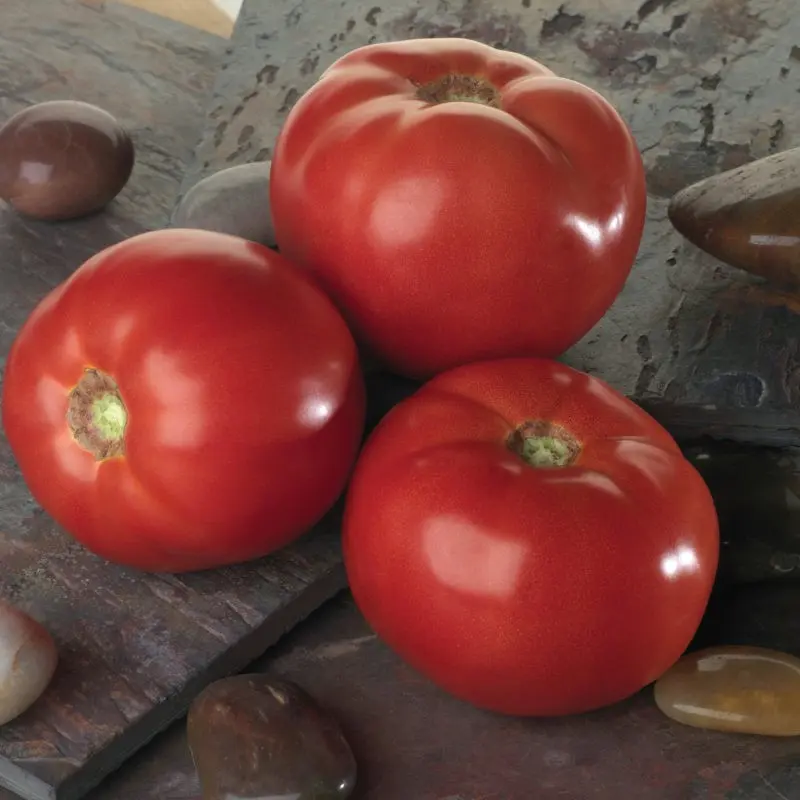 Bella Ross tomato: characteristics and description of the variety