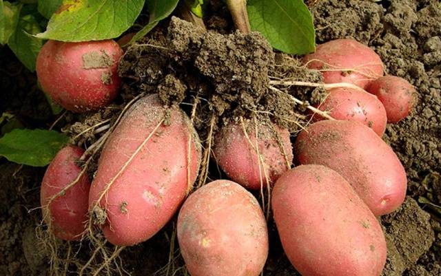 Bellarosa potato variety: characteristics + photo