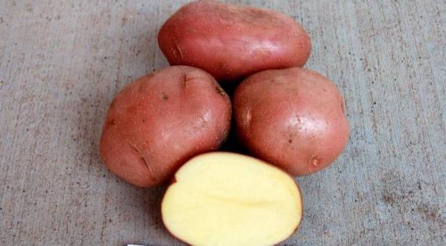 Bellarosa potato variety: characteristics + photo