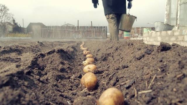 Bellarosa potato variety: characteristics + photo