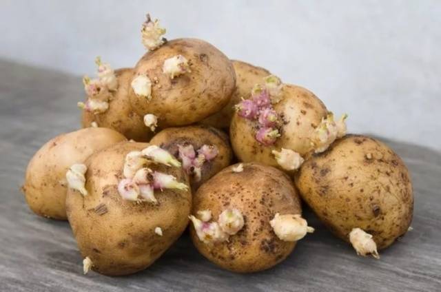 Bellarosa potato variety: characteristics + photo