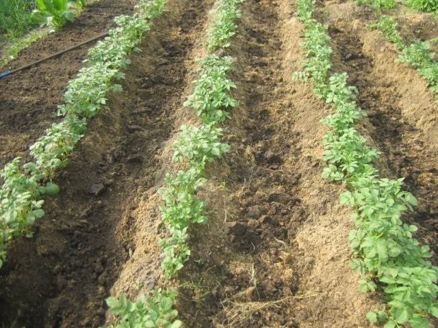 Bellarosa potato variety: characteristics + photo