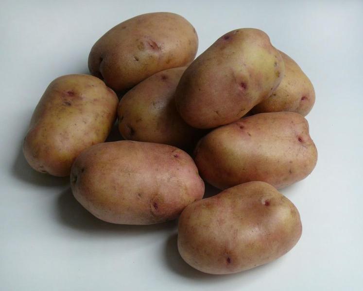 Bellarosa potato: variety characteristics with photo