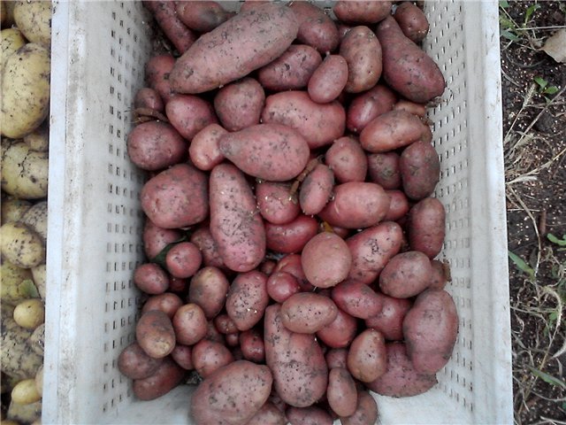 Bellarosa potato: variety characteristics with photo