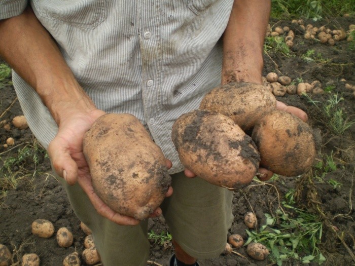 Bellarosa potato: variety characteristics with photo