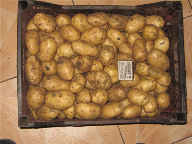 Bellarosa potato: variety characteristics with photo