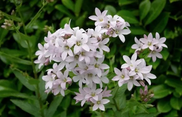 Bellflower lactiferous: planting and care