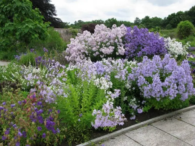 Bellflower lactiferous: planting and care